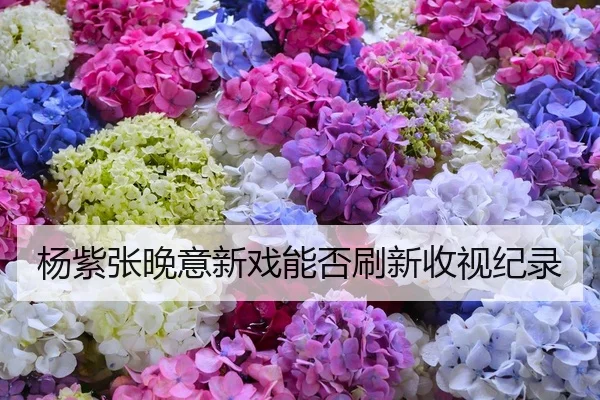 杨紫张晚意新戏能否刷新收视纪录